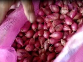 Harga Bawang Merah di Sekadau Naik