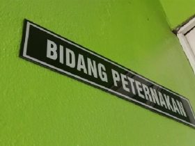 flu babi di Kapuas Hulu menjadi perhatian bidang peterbakan setempat