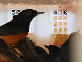 burung kicau burung murai batu diseludupkan_ruai.tv