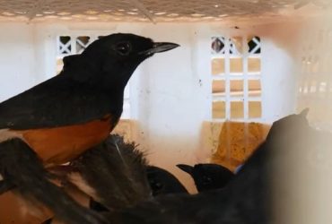 burung kicau burung murai batu diseludupkan_ruai.tv