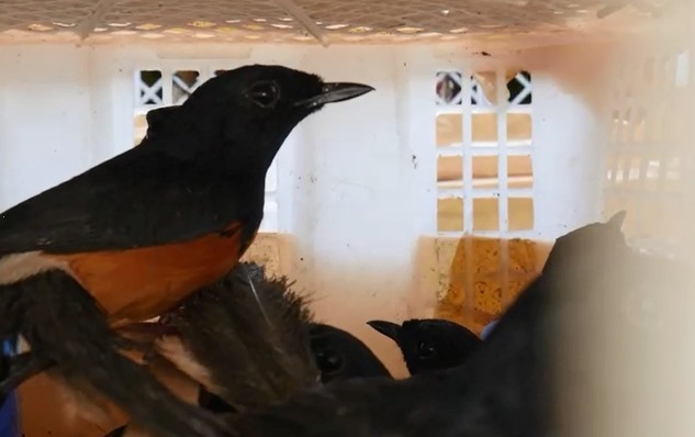 burung kicau burung murai batu diseludupkan_ruai.tv
