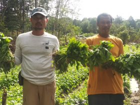 anggota Polres Sekadau tanam sawi kampung