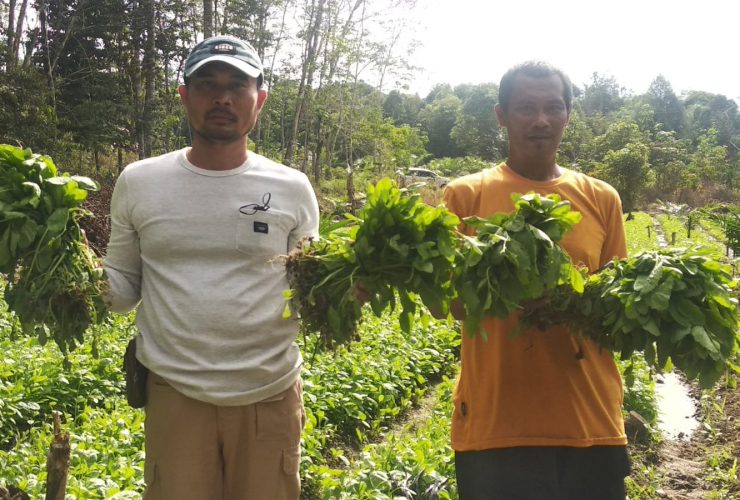 anggota Polres Sekadau tanam sawi kampung