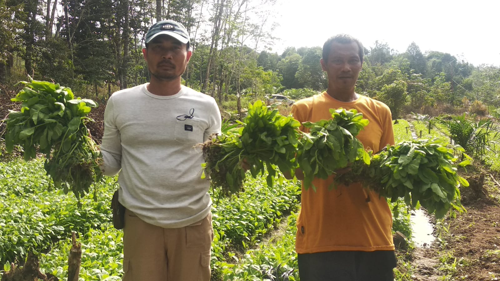 anggota Polres Sekadau tanam sawi kampung