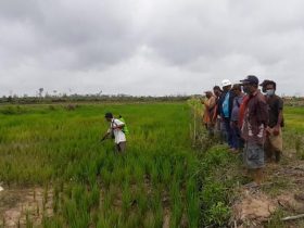 cara pengolahan sawah