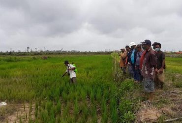 cara pengolahan sawah