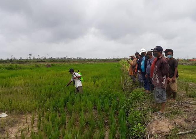 cara pengolahan sawah