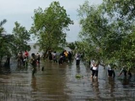 10 Ribu Bibit Perkaya Mangrove Pantai Celincing Ketapang