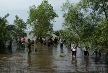 10 Ribu Bibit Perkaya Mangrove Pantai Celincing Ketapang