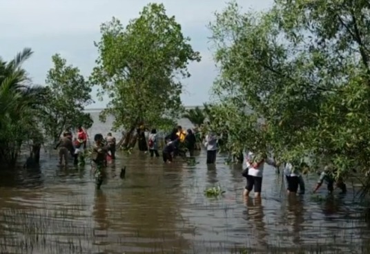 10 Ribu Bibit Perkaya Mangrove Pantai Celincing Ketapang