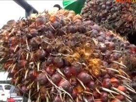 harga sawit - curi buah sawit