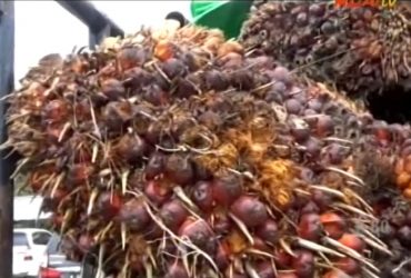 harga sawit - curi buah sawit