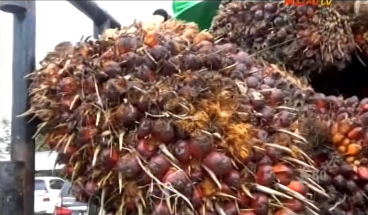 harga sawit - curi buah sawit