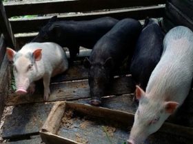 24.216 Ekor Babi di Sanggau Mati Akibat ASF