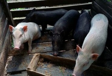 24.216 Ekor Babi di Sanggau Mati Akibat ASF