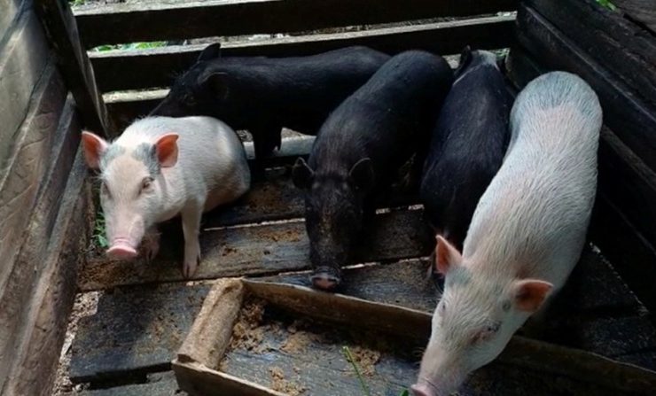 24.216 Ekor Babi di Sanggau Mati Akibat ASF