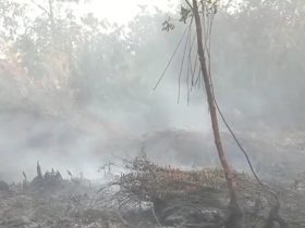 4 Hektar Lahan di Pontianak Tenggara Terbakar