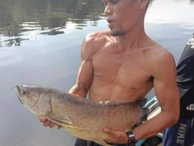ikan arwana mati karena
