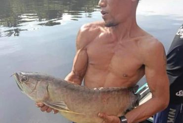 ikan arwana mati karena