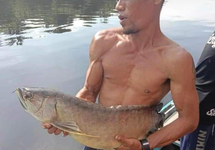 ikan arwana mati karena