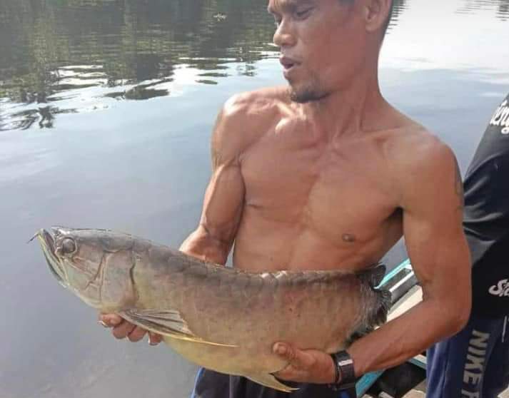 ikan arwana mati karena