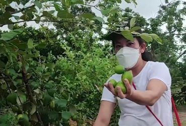 panen buah