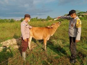 waspada penyakit ternak