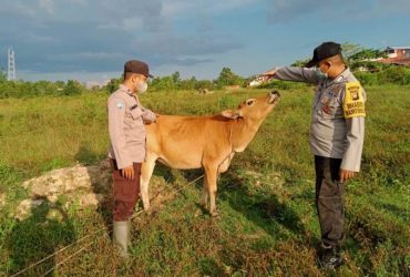 waspada penyakit ternak