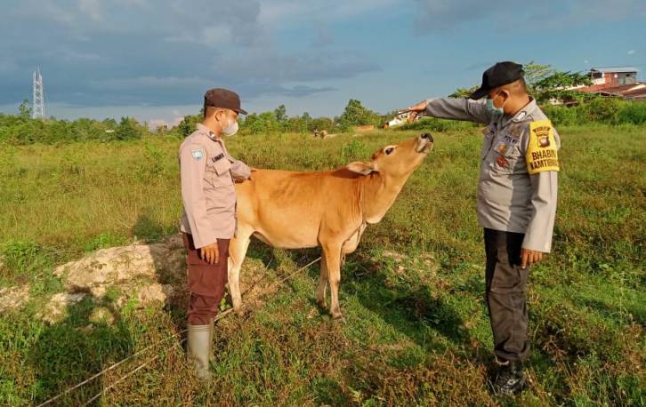 waspada penyakit ternak