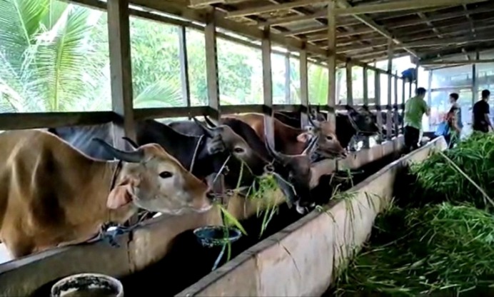 penyakit ternak sapi