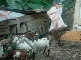 penyakit ternak kambing