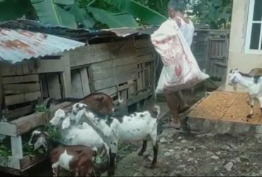 penyakit ternak kambing