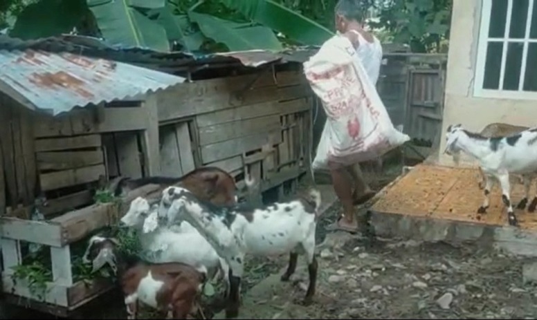 penyakit ternak kambing