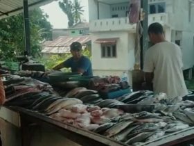harga ikan laut