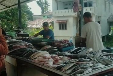 harga ikan laut