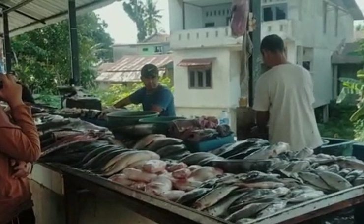 harga ikan laut