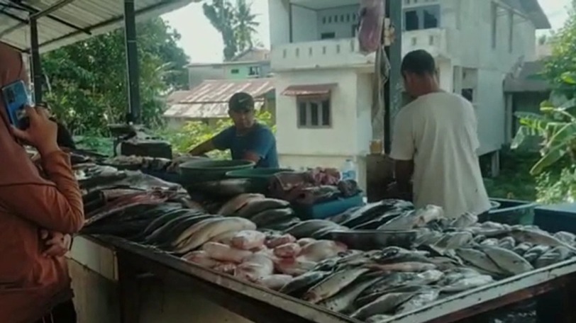 harga ikan laut