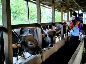 sapi qurban Pontianak