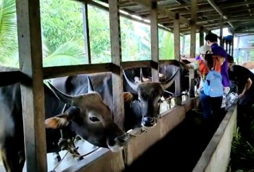 sapi qurban Pontianak