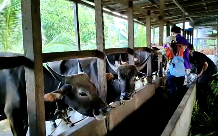 sapi qurban Pontianak