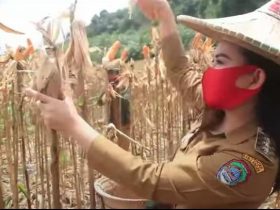 video Bupati Karolin