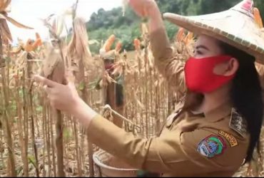 video Bupati Karolin