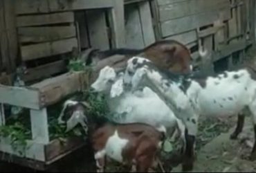 penyakit kambing