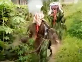 video tradisi dayak babukong