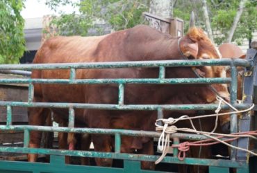 sapi qurban pontianak