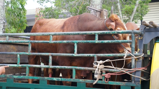 sapi qurban pontianak