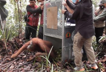 orangutan dilepasliarkan