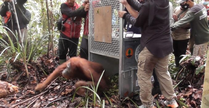 orangutan dilepasliarkan