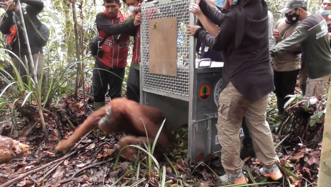 orangutan dilepasliarkan