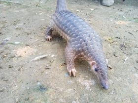 trenggiling dilindungi